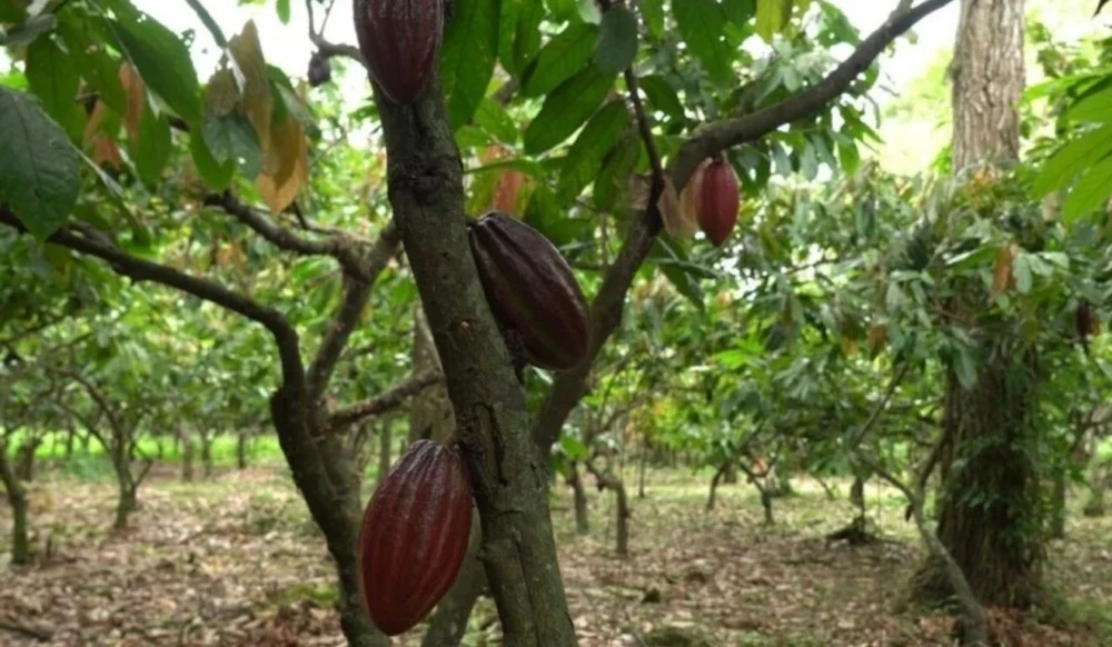 Cacau produzido em Linhares integra nova rota turística que reúne experiências de produção, gastronomia e turismo na região. Foto: Divulgação